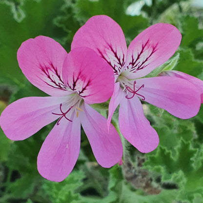 Pink Capricorn - Scented Leaf Pelargonium (Geranium) Plant - 6cm bio pot