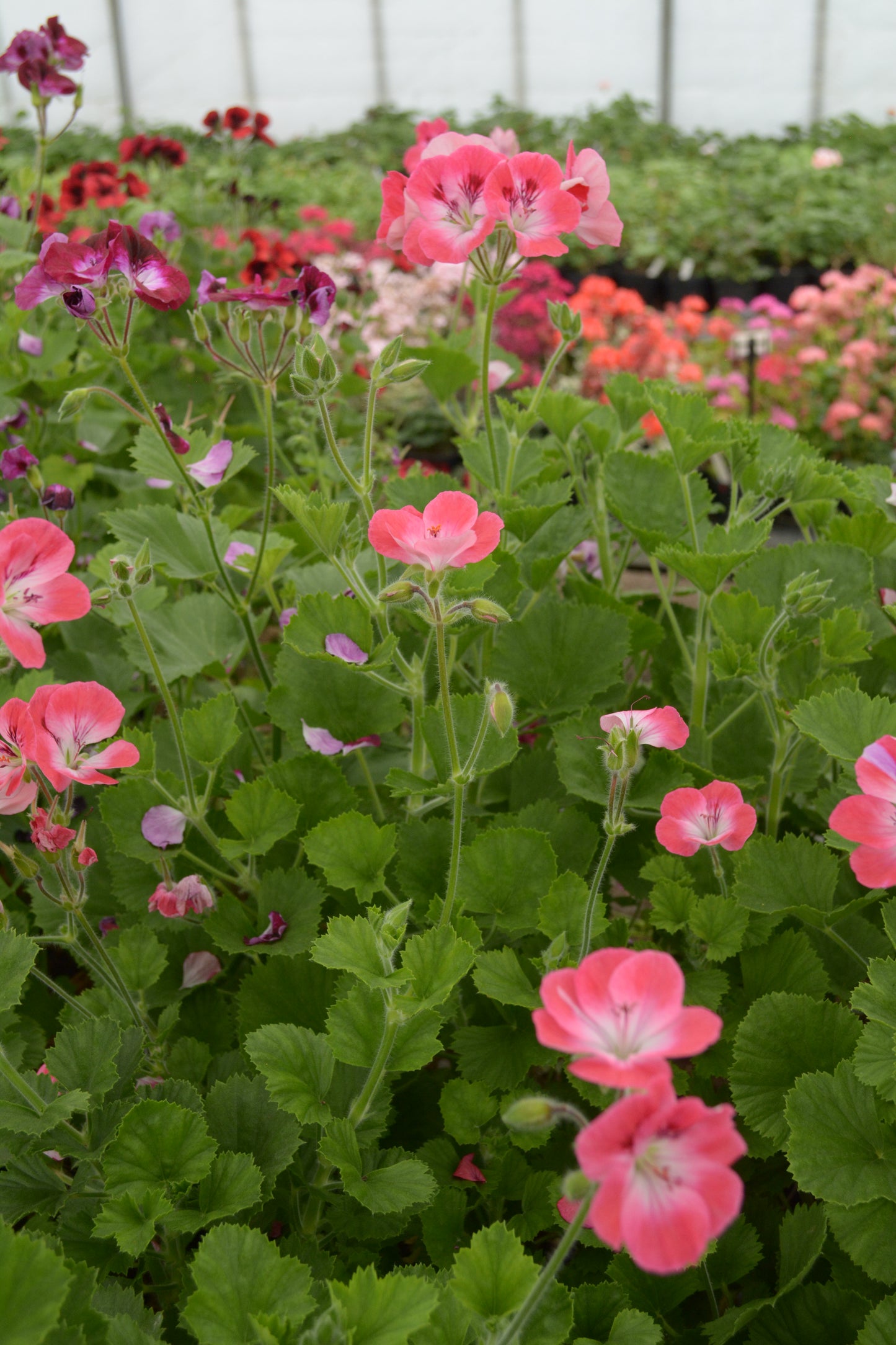 Pink Hindoo - Decorative Pelargonium (Geranium) plant in 6cm bio pot