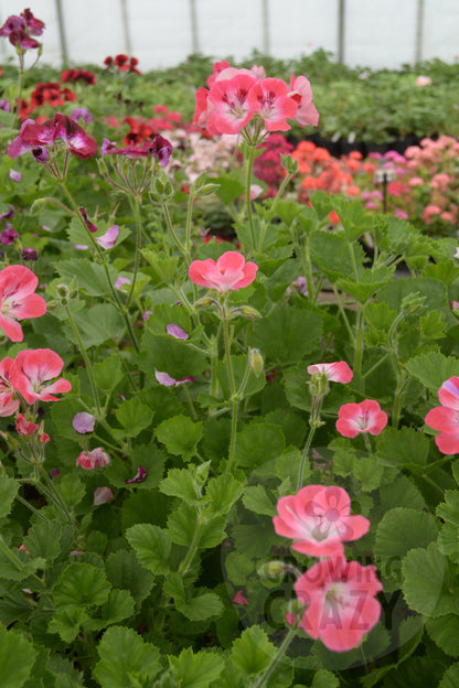Pink Hindoo - Decorative Pelargonium (Geranium) plant in 6cm bio pot