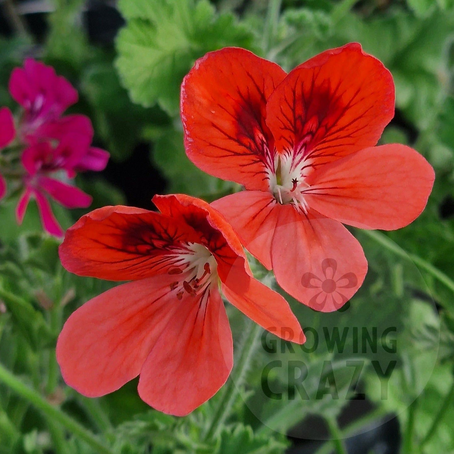 Polka - Unique Pelargonium (Geranium) Plant - 6cm bio pot