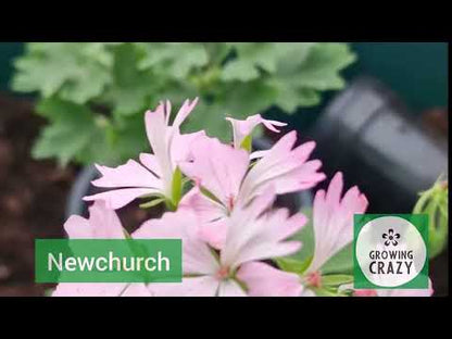 Newchurch - Stellar Pelargonium (Geranium) Plant - 6cm bio pot