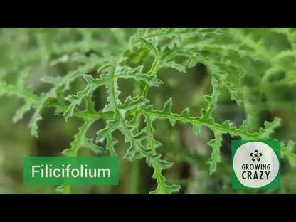Fillicifolium - Balsam Scented Leaf Pelargonium (Geranium) Plant - 6cm bio pot