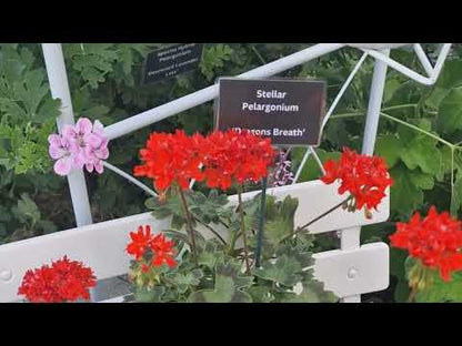 Dragon’s Breath - Stellar Pelargonium (Geranium) Plant - 6cm bio pot