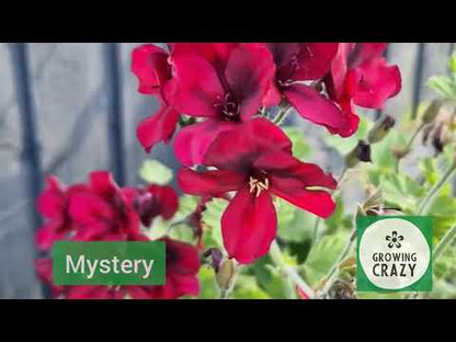 Mystery - Unique Pelargonium (Geranium) Plant - 6cm bio pot