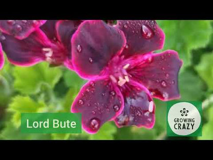 Lord Bute - Regal Pelargonium (Geranium) plant - 6cm bio pot