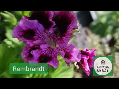 Rembrandt - Regal Pelargonium (Geranium) plant - 6cm bio pot