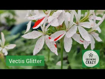 Vectis Glitter - Stellar Pelargonium (Geranium) Plant - 6cm bio pot