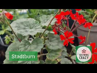 Stadt Bern -Single Zonal Pelargonium / Geranium Garden Plant - 6cm pot