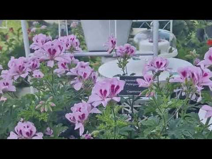 Copthorne - Sweet-Spice Scented Leaf Pelargonium (Geranium) Plant - 6cm bio pot