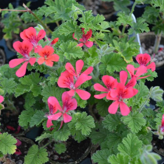 Scarlet Pet - Unique Pelargonium (Geranium) Plant - 6cm bio pot