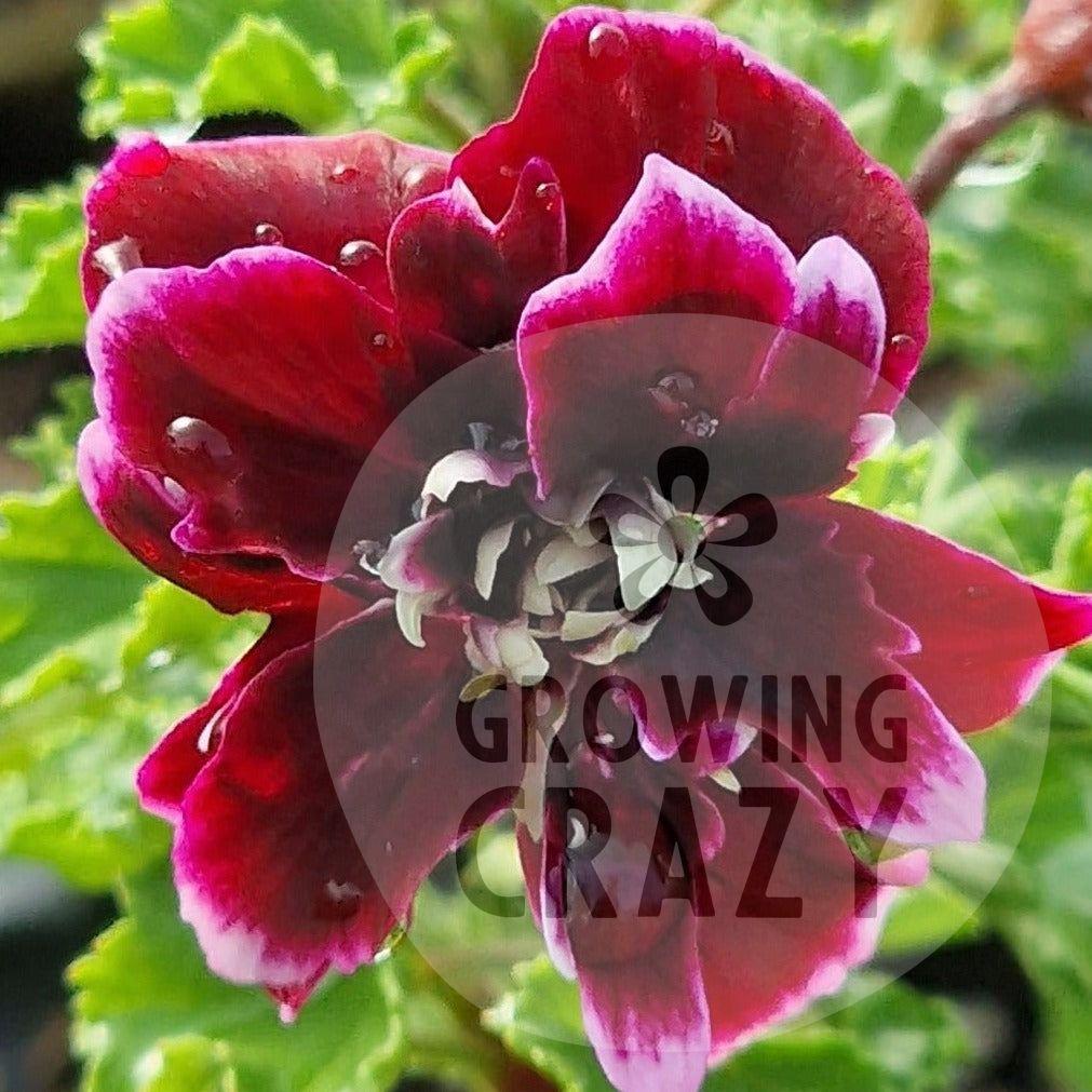 Quantock Double Dymond - Angel Pelargonium Geranium unusual and difficult to find deep burgundy-pink double 