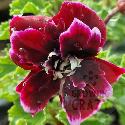 Quantock Double Dymond - Angel Pelargonium Geranium unusual and difficult to find deep burgundy-pink double 