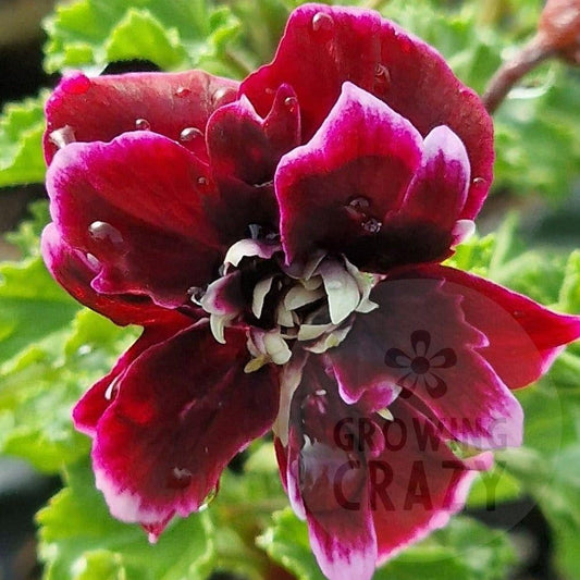 Quantock Double Dymond - Angel Pelargonium Geranium unusual and difficult to find deep burgundy-pink double 