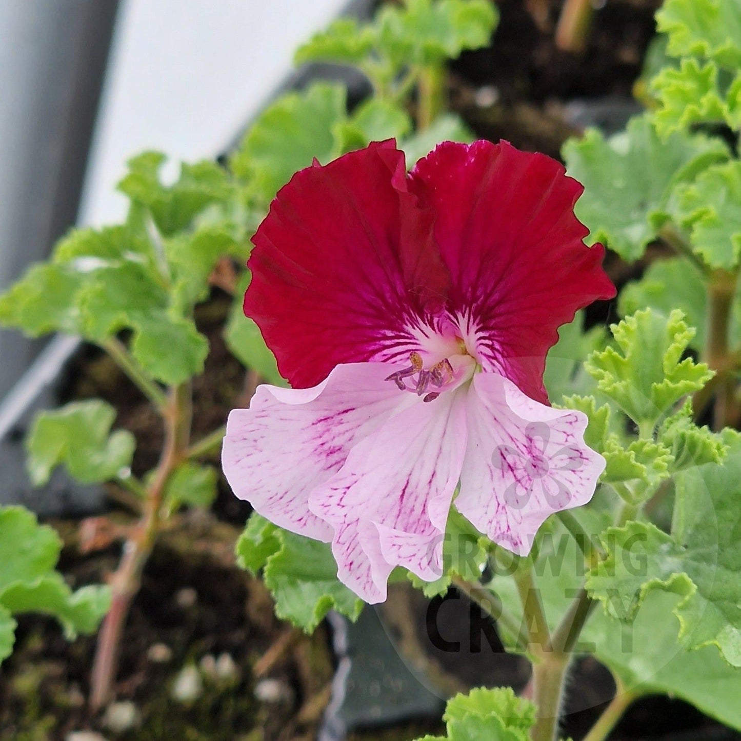 Quantock Perfection - Angel Pelargonium (Geranium) Plant - 6cm bio pot