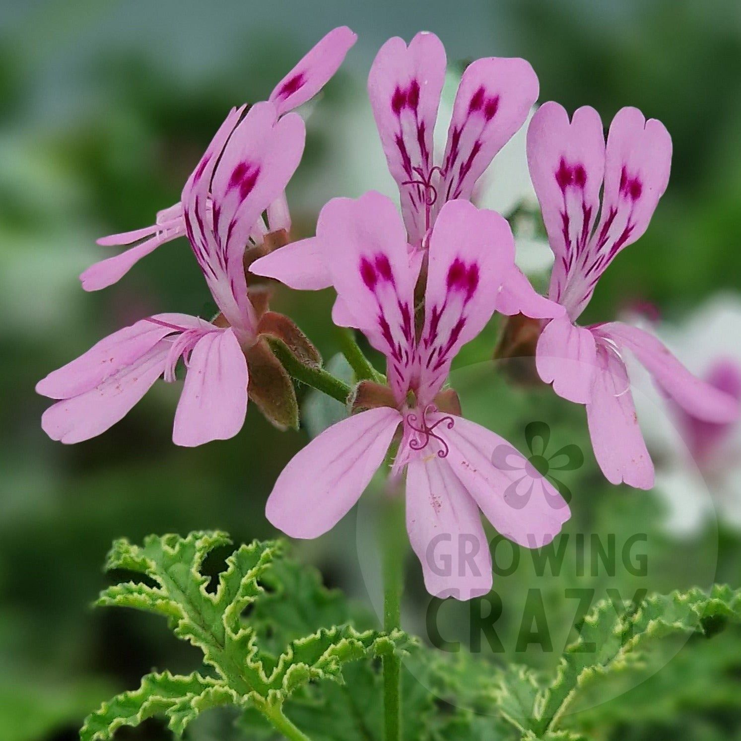 Quercifolium - Species Hybrid Pelargonium / Geranium - Single Plant 6c ...