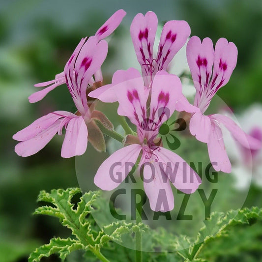 Quercifolium - Species Hybrid Pelargonium / Geranium - Single Plant 6cm bio Pot