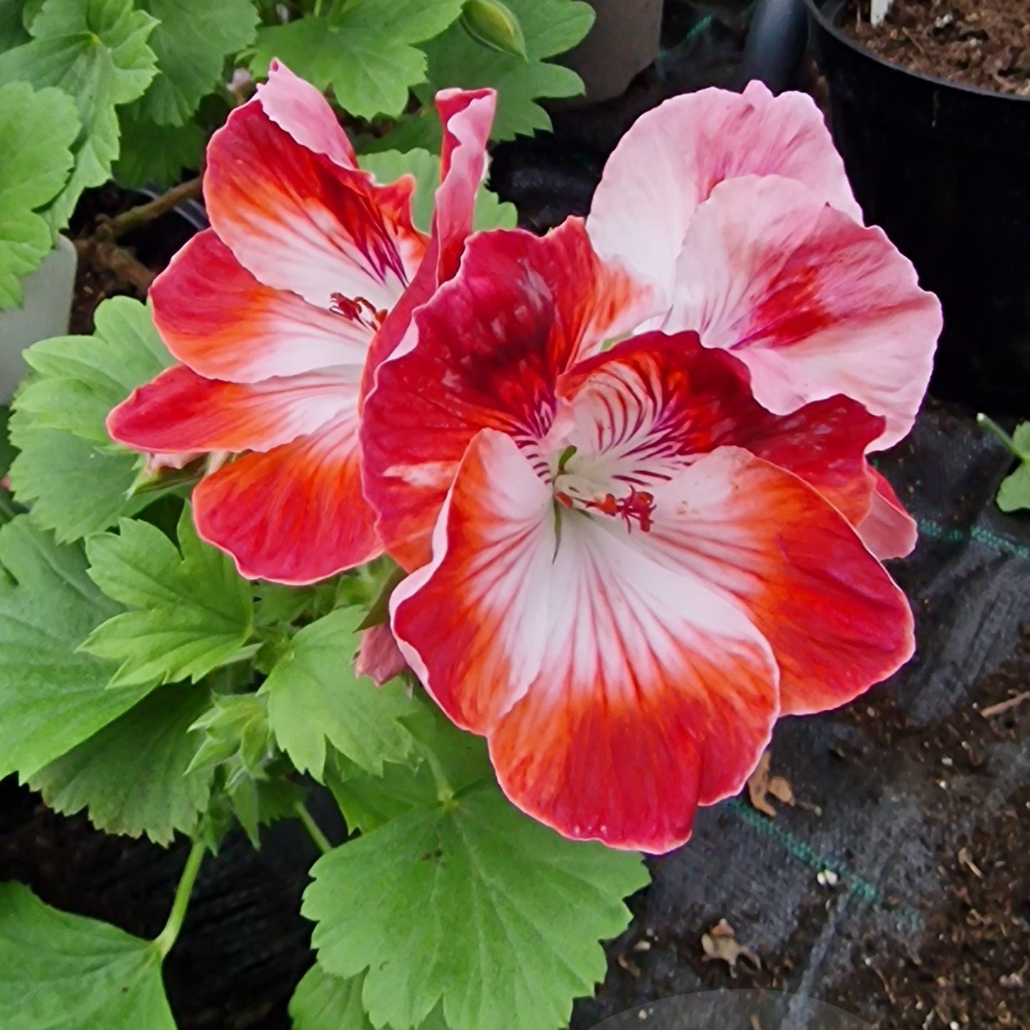 Turkish Coffee - Regal Pelargonium (Geranium) plant - 6cm bio pot