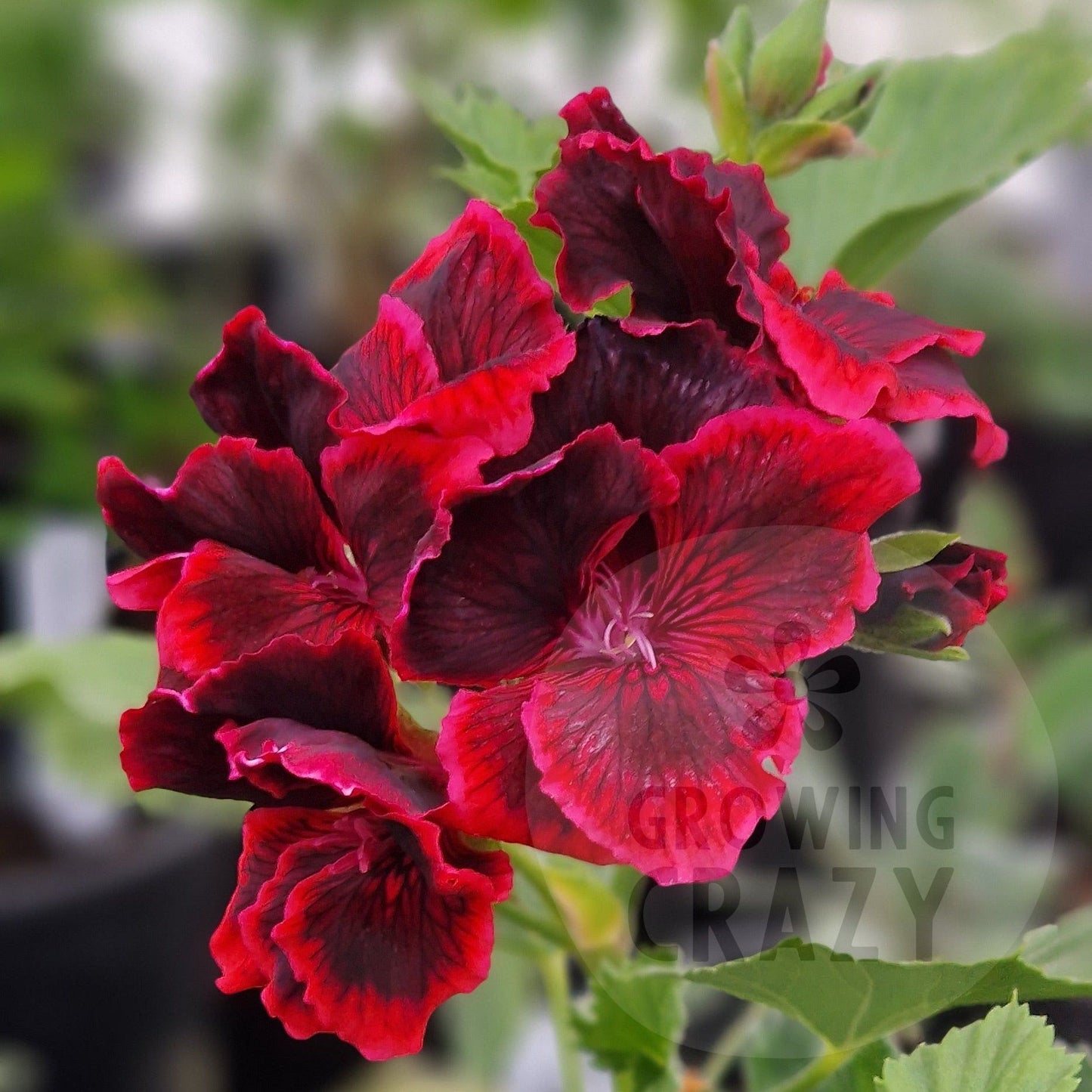 Rimfire - Regal Pelargonium (Geranium) plant - 6cm bio pot