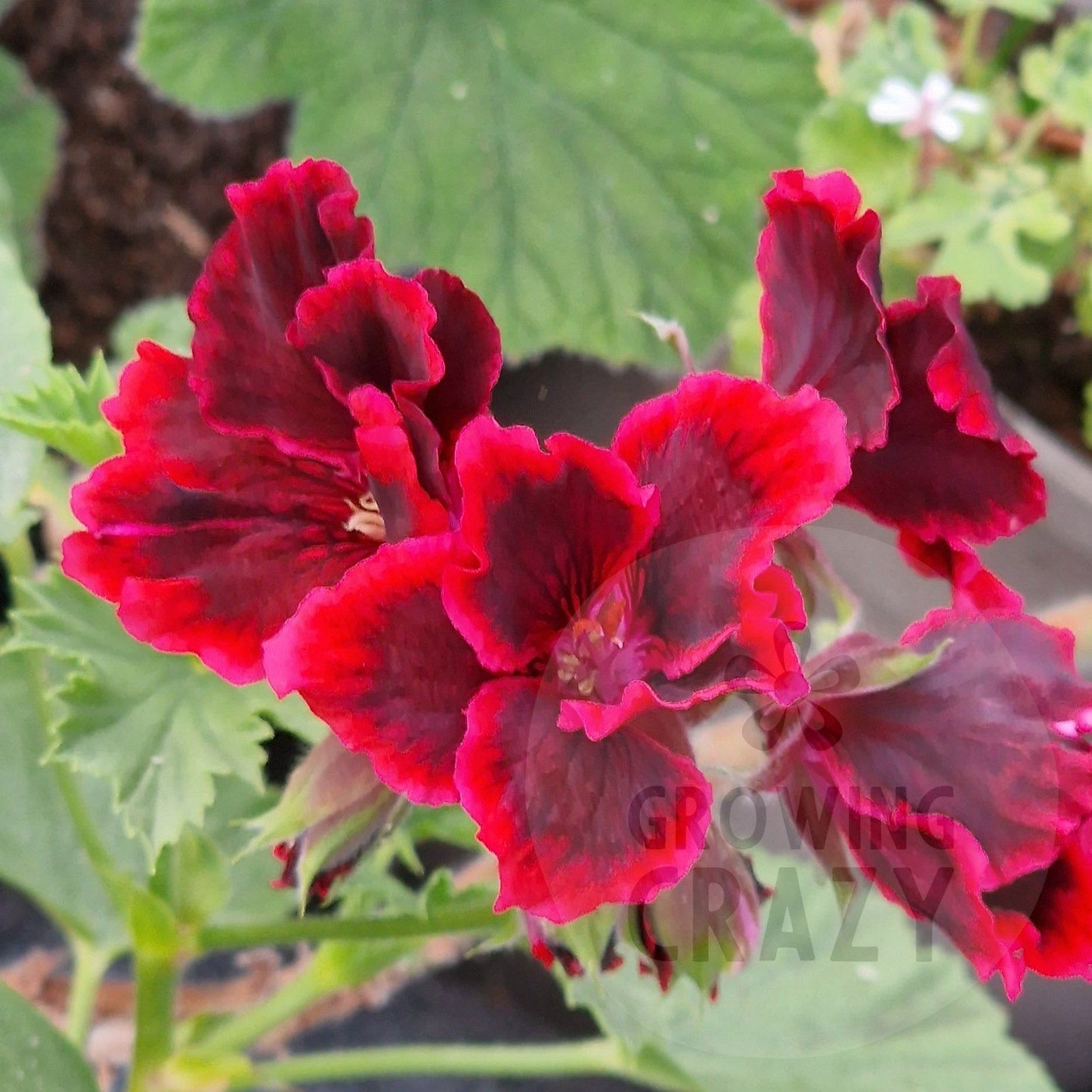 Rimfire - Regal Pelargonium (Geranium) plant - 6cm bio pot