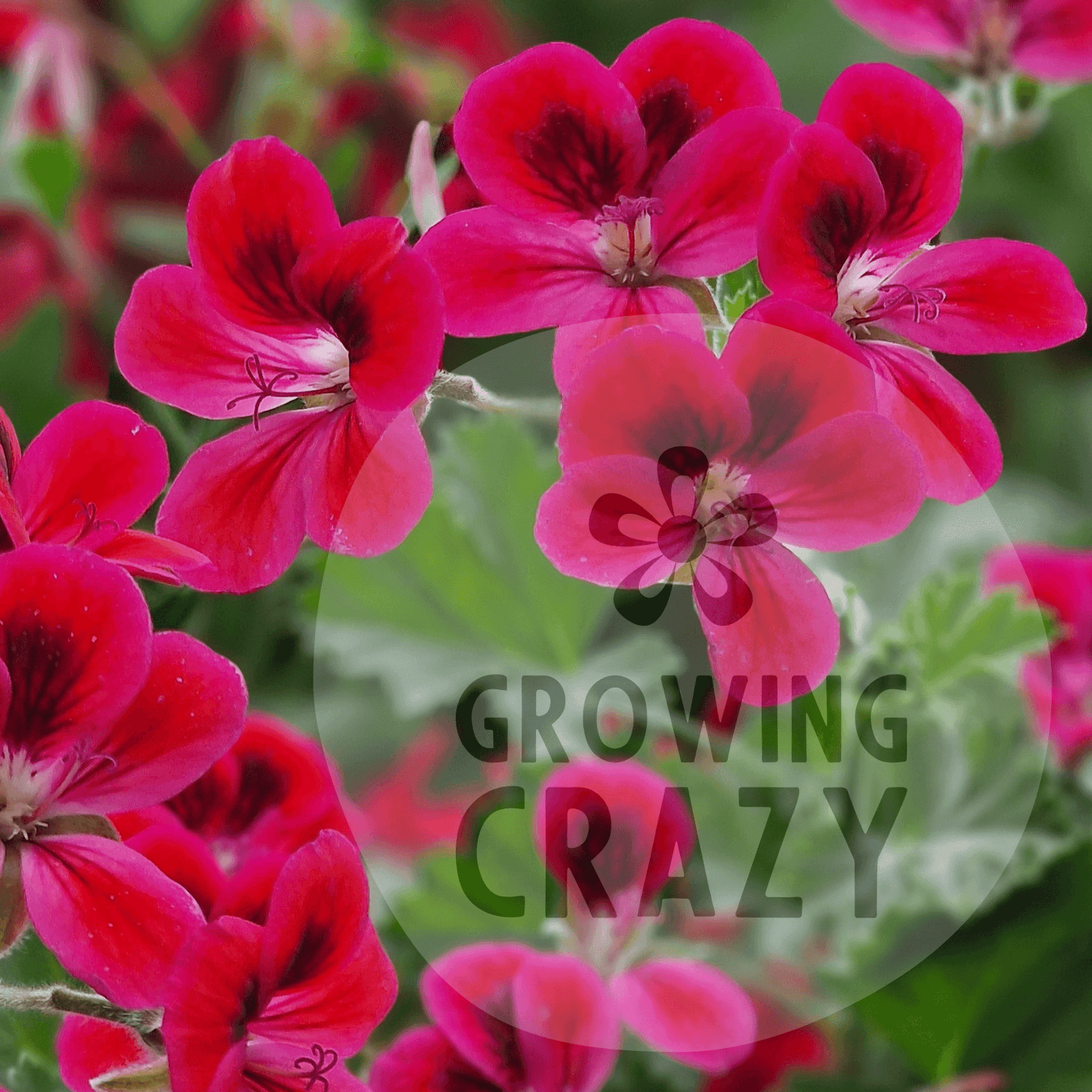 Freya Gowrley - Decorative Pelargonium (Geranium) plant in 6cm bio pot