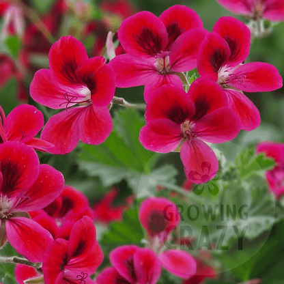 Freya Gowrley - Decorative Pelargonium (Geranium) plant in 6cm bio pot