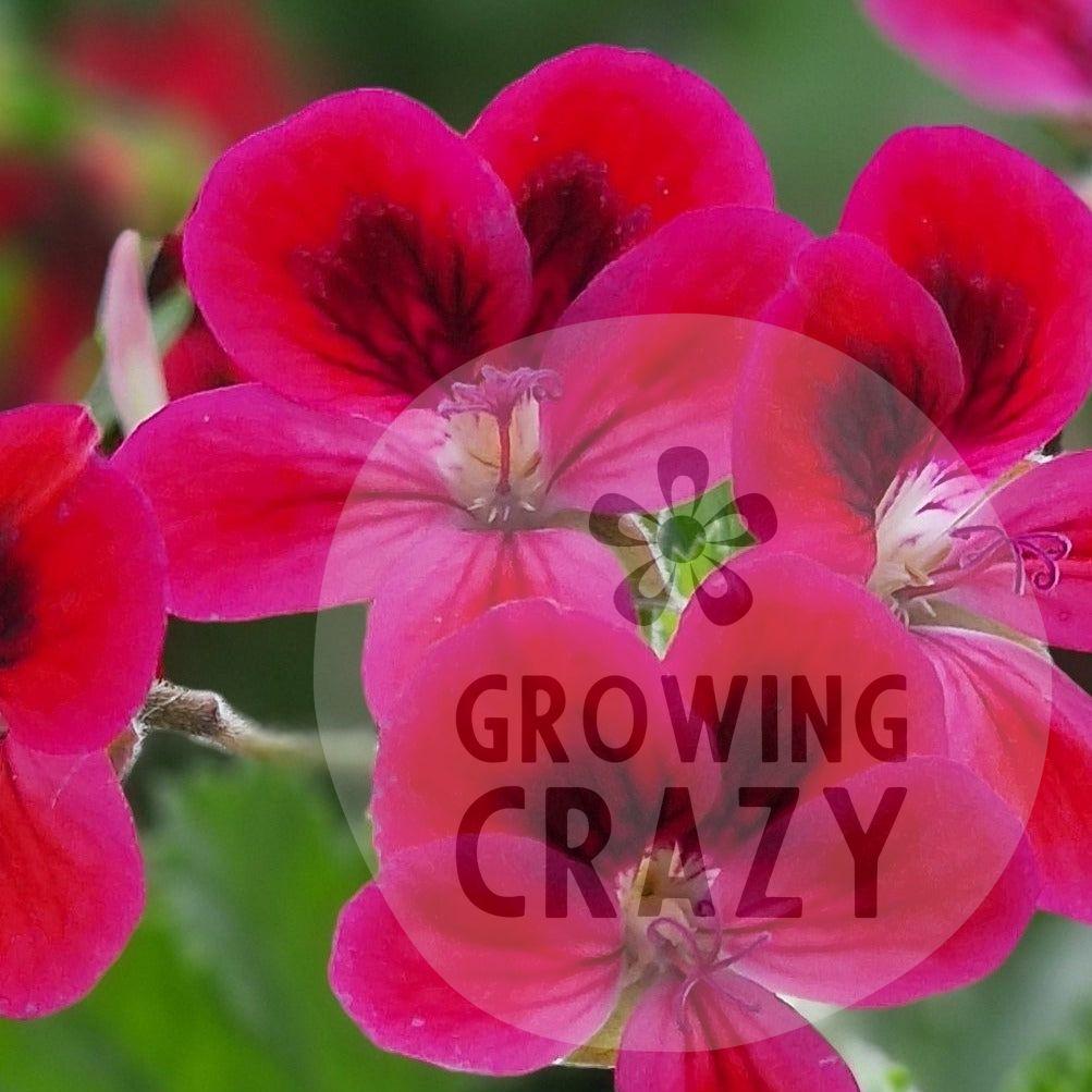 Decorative Pelargonium 'Freya Gowrley' - geranium with bright flowers for sale at Growing Crazy UK