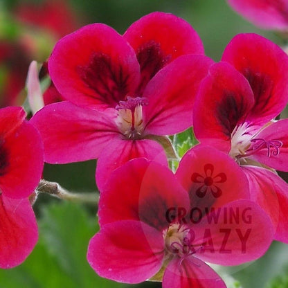 Decorative Pelargonium 'Freya Gowrley' - geranium with bright flowers for sale at Growing Crazy UK