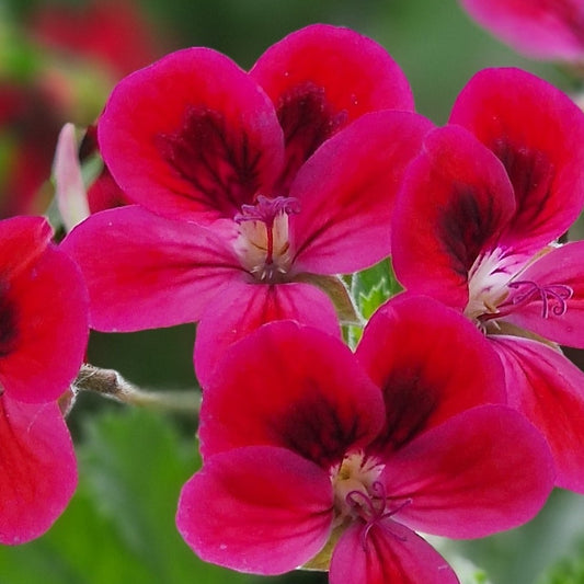 Decorative Pelargonium 'Freya Gowrley' - geranium with bright flowers for sale at Growing Crazy UK