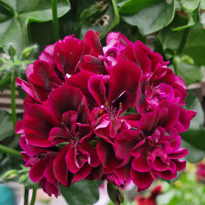 Barbe Bleue - Ivy Leaved (trailing) Pelargonium / Geranium Plant - 6cm bio pot