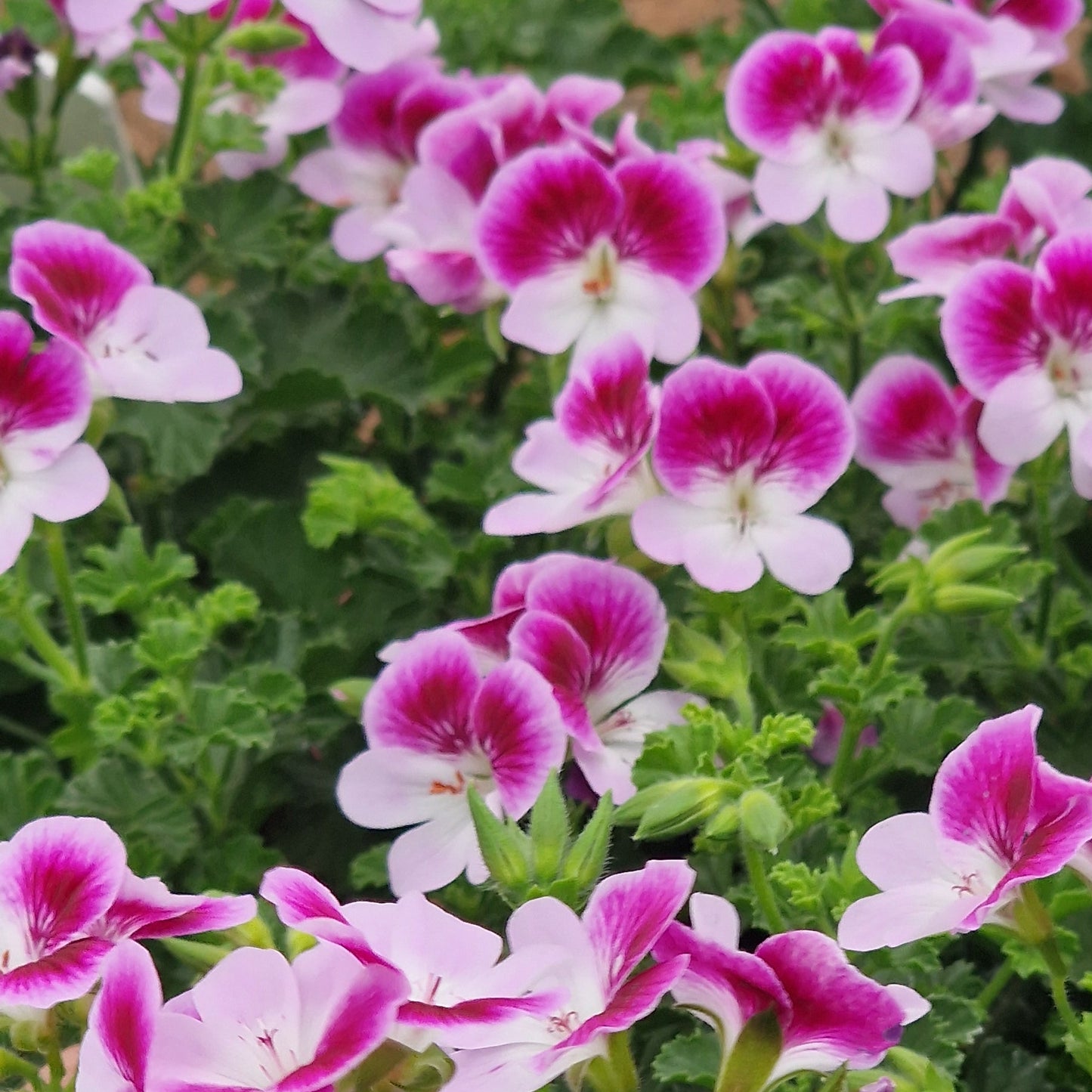 Captain Starlight - Angel Pelargonium (Geranium) Plant - 6cm bio pot