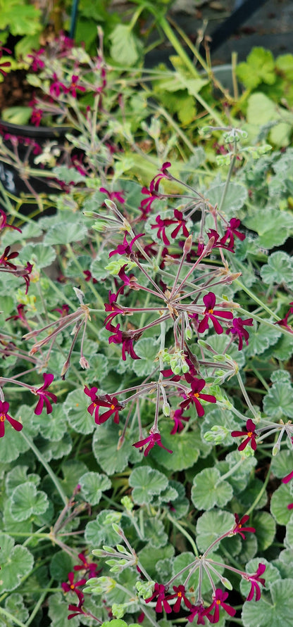 P. sidoides (magenta form) - Specie Pelargonium / Geranium - Single Plant 6cm bio Pot