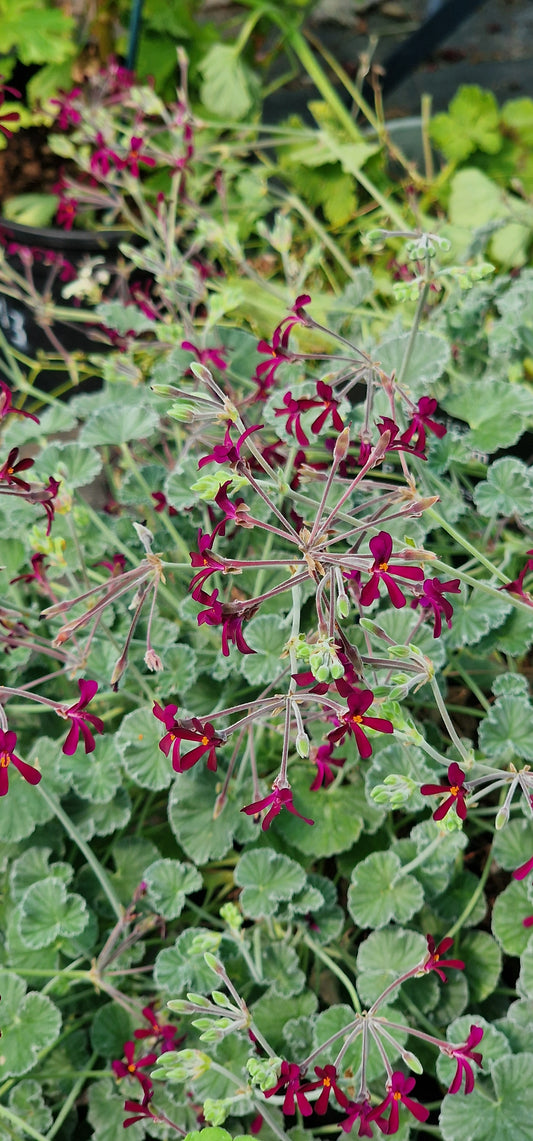P. sidoides (magenta form) - Specie Pelargonium / Geranium - Single Plant 6cm bio Pot