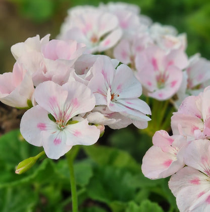 Alex Kitson- Zonal Pelargonium / Geranium Garden Plant - 6cm bio pot
