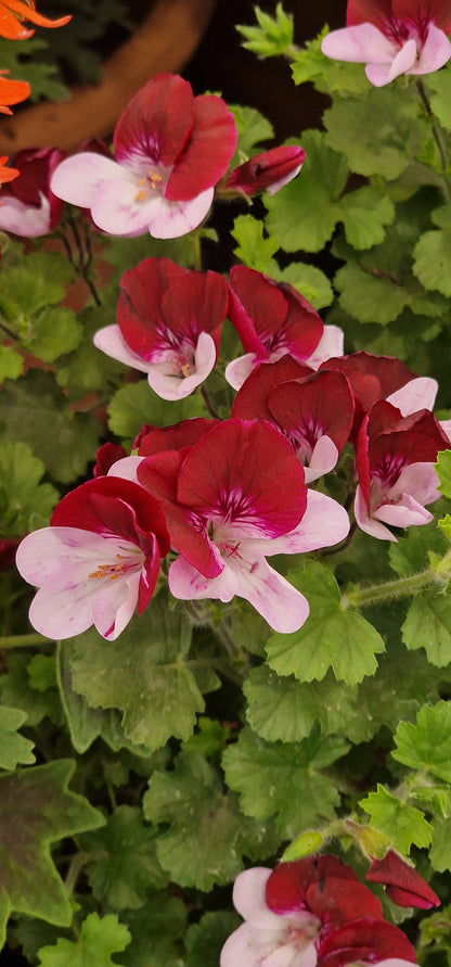 The Mole - Angel Pelargonium (Geranium) Plant - 6cm bio pot