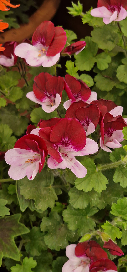The Mole - Angel Pelargonium (Geranium) Plant - 6cm bio pot