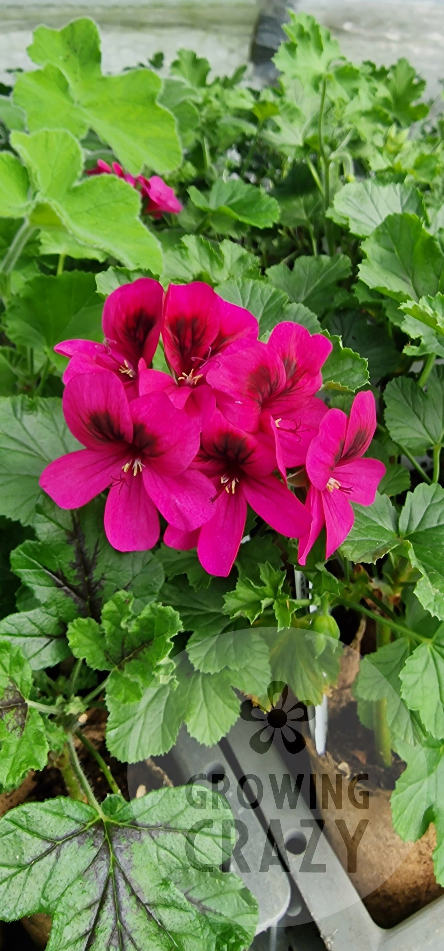 Ashby - Sweet Scented Leaved Pelargonium / Geranium Decorative Plant - 6cm bio pot