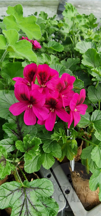 Ashby - Sweet Scented Leaved Pelargonium / Geranium Decorative Plant - 6cm bio pot