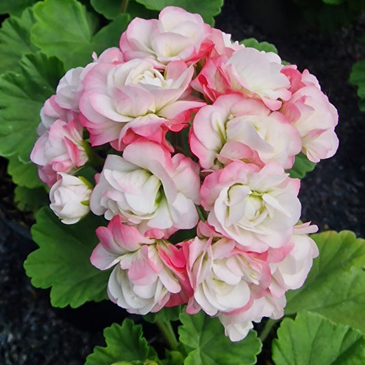 April Snow - White Rosebud Pelargonium (Geranium) Plant - 6cm pot - for garden border or patio pot
