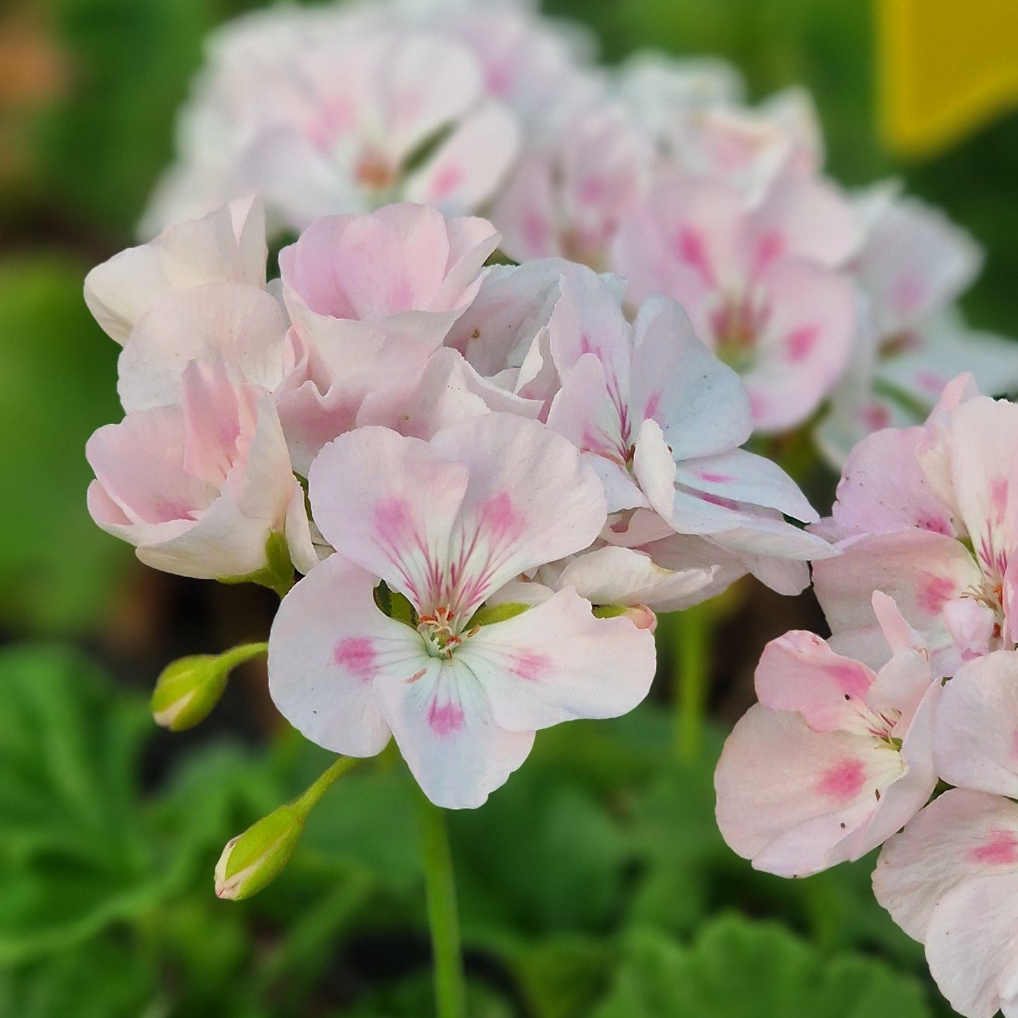 Alex Kitson- Zonal Pelargonium / Geranium Garden Plant - 6cm bio pot