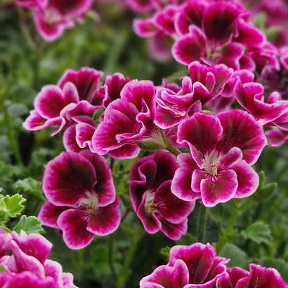 Jer'rey - Angel Pelargonium (Geranium) Plant - 6cm bio pot