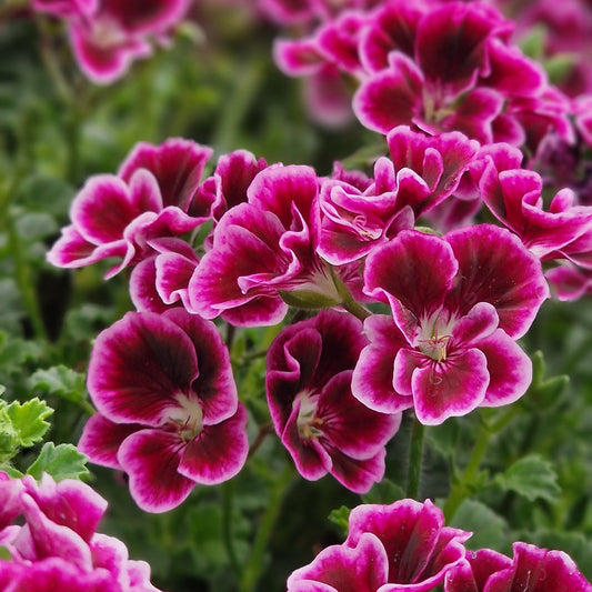 Jer'rey - Angel Pelargonium (Geranium) Plant - 6cm bio pot