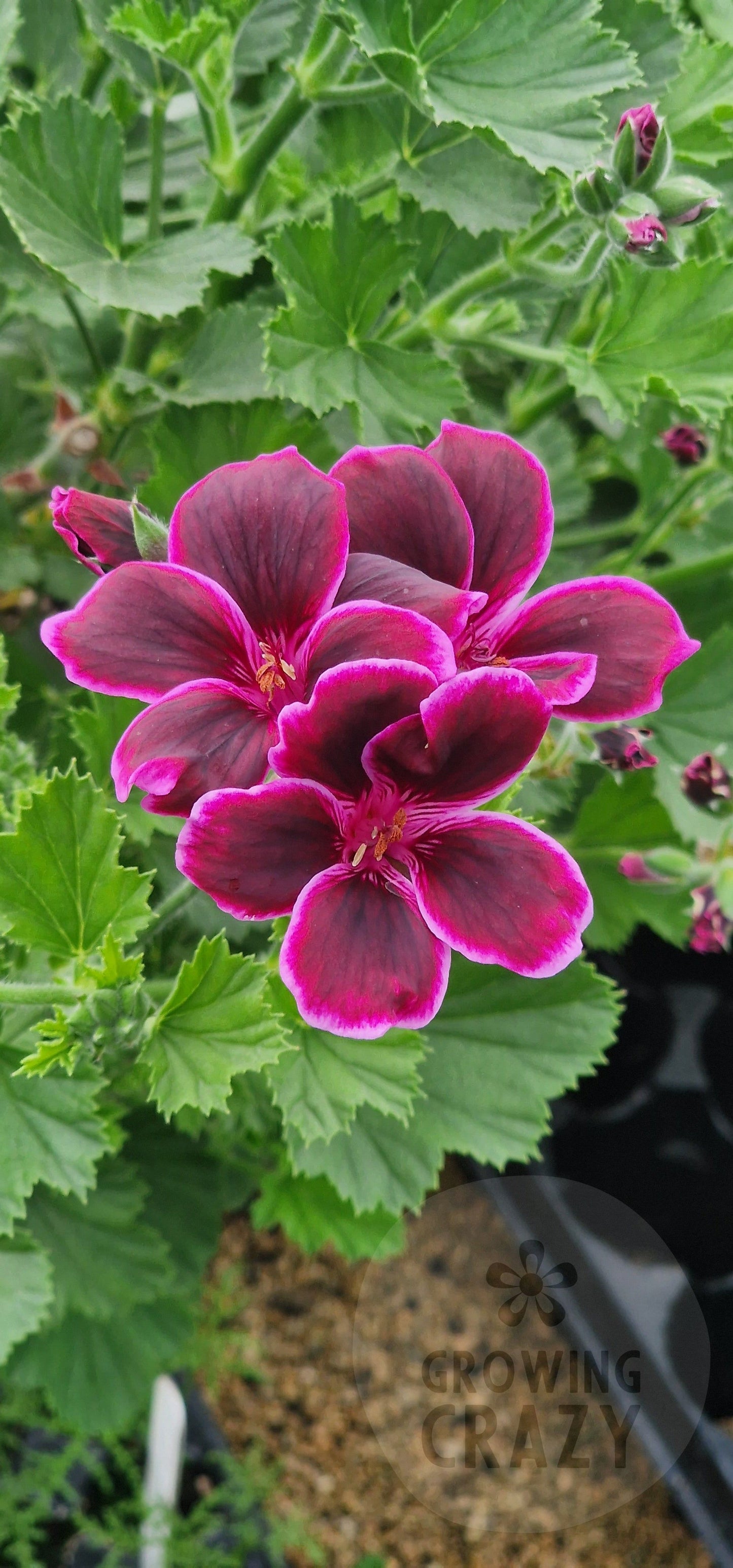 Imperial Bute - NEW Regal Pelargonium (Geranium) plant - 6cm bio pot