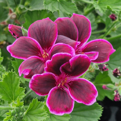 Imperial Bute - Regal Pelargonium (Geranium) plant - 6cm bio pot