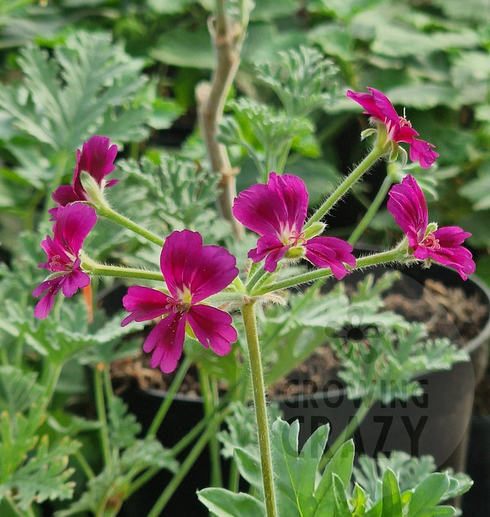 Single Geraniums P. Bridgitte Stisser - Species Hybrid Pelargonium / Geranium - Single ...
