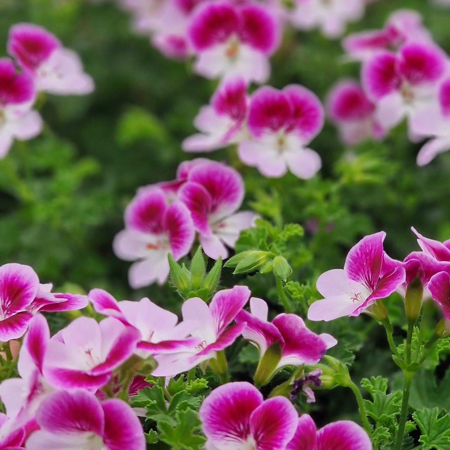 Captain Starlight - Angel Pelargonium (Geranium) Plant - 6cm bio pot