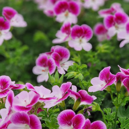 Captain Starlight - Angel Pelargonium (Geranium) Plant - 6cm bio pot