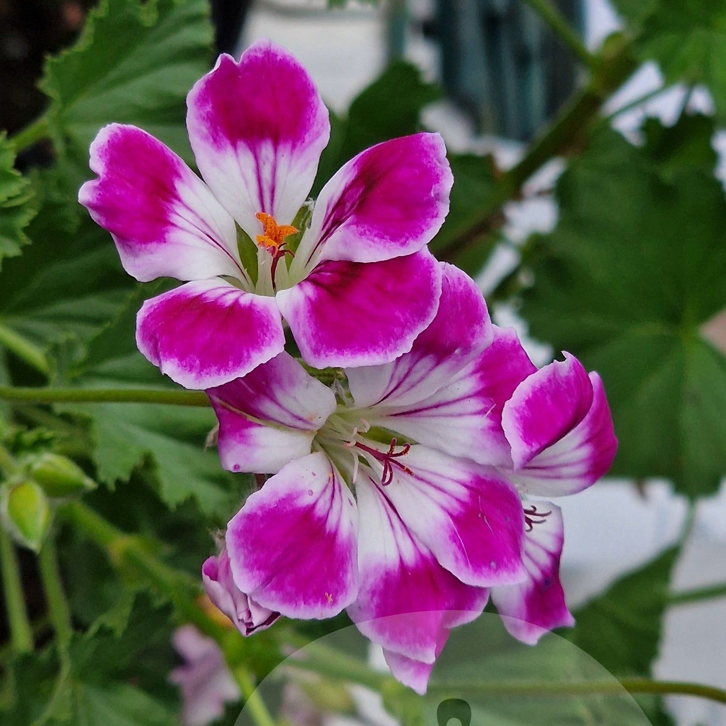 Willa - Decorative Pelargonium (Geranium) plant in 6cm bio pot