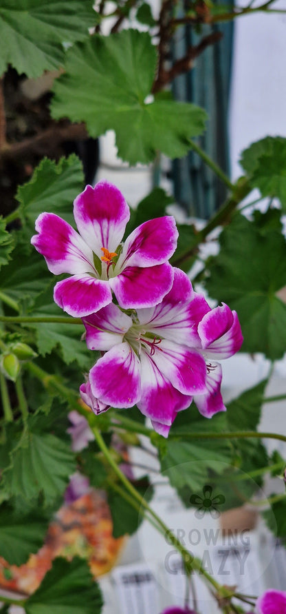 Willa - Decorative Pelargonium (Geranium) plant in 6cm bio pot