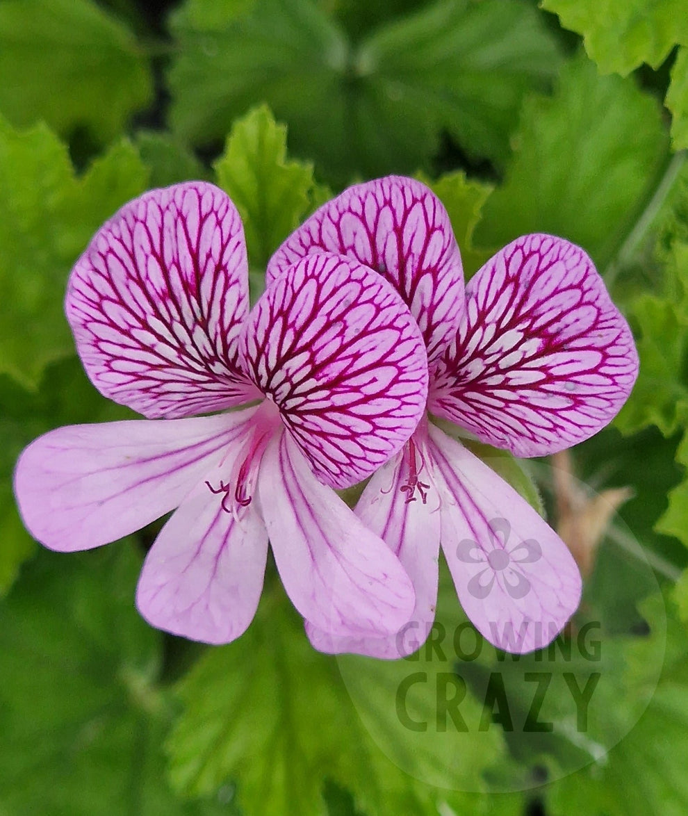Single Geraniums P. San Francisco - Species Pelargonium / Geranium - Single Plant 6cm b ...