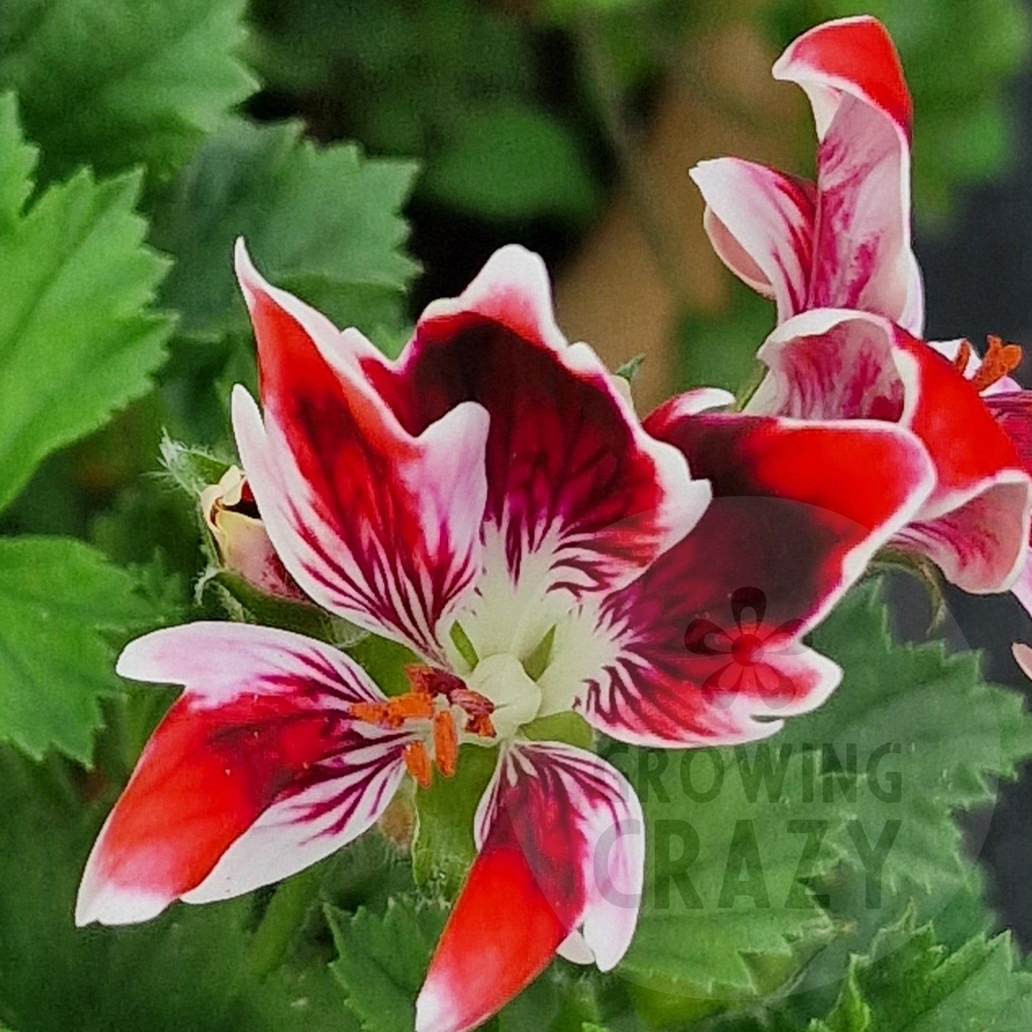 New Gypsy - Decorative Pelargonium / Geranium plant in 6cm bio pot